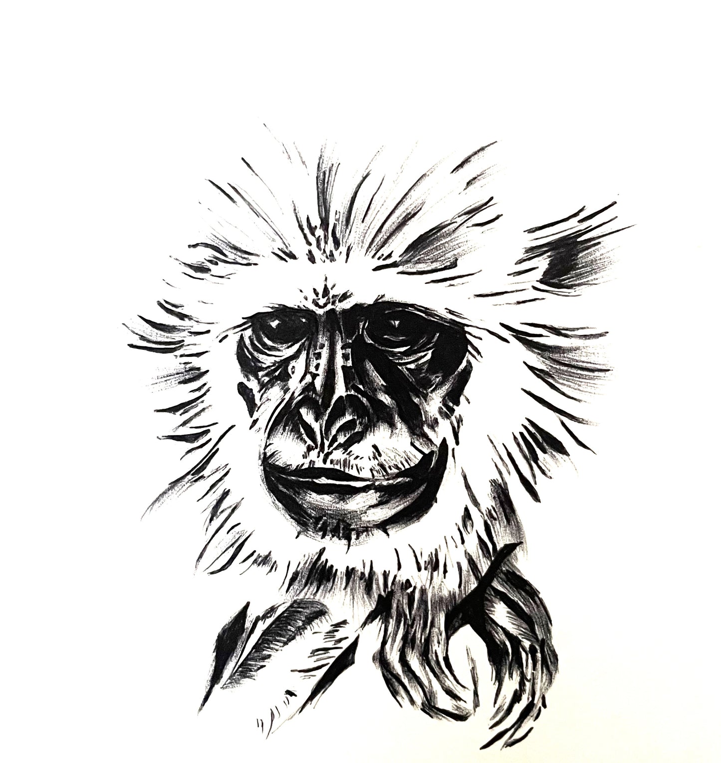 Realistic pen drawing of a Vervet Monkey.