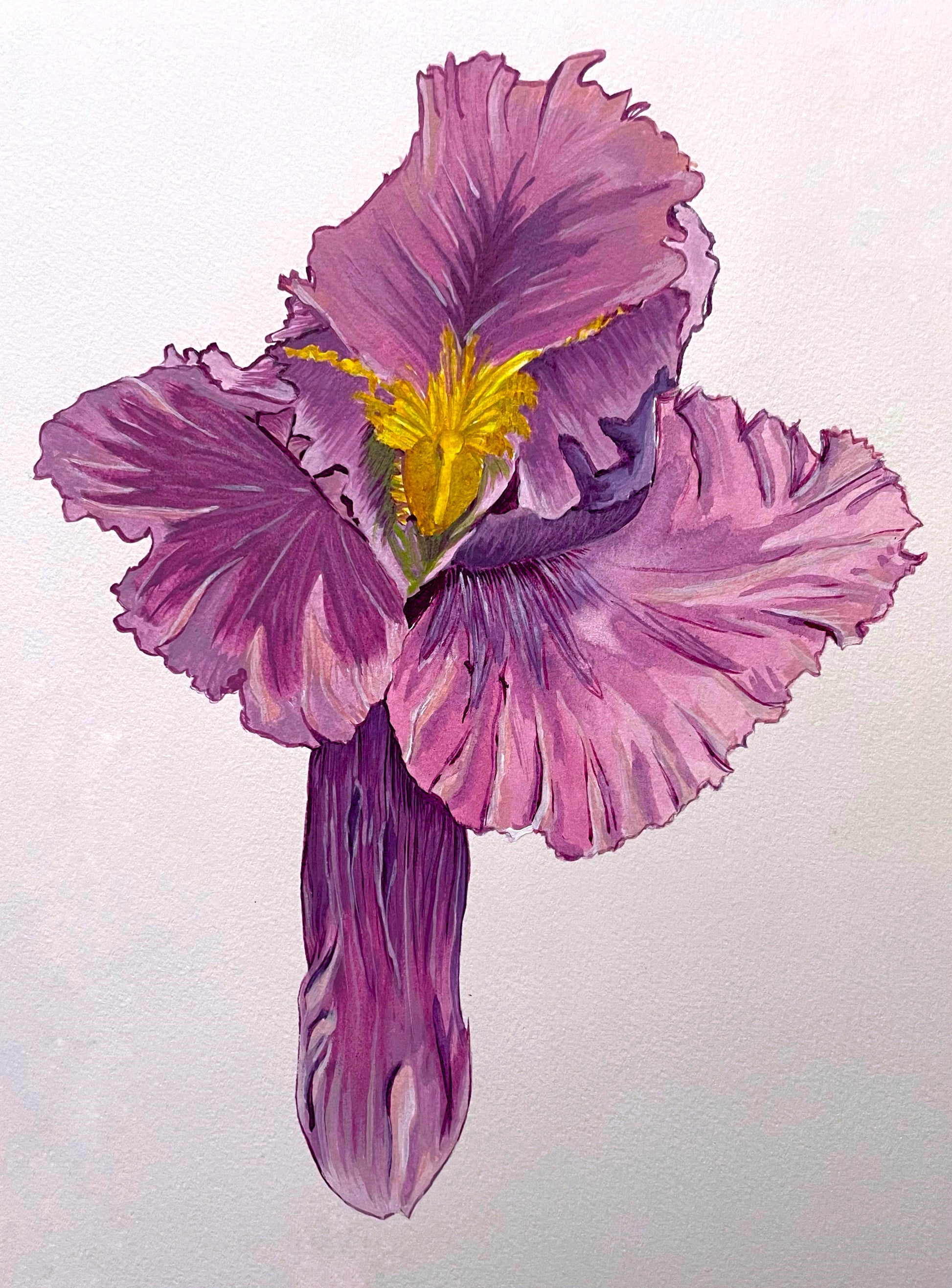 Acrylic painting of an Iris flower in a vibrant shade of raspberry.