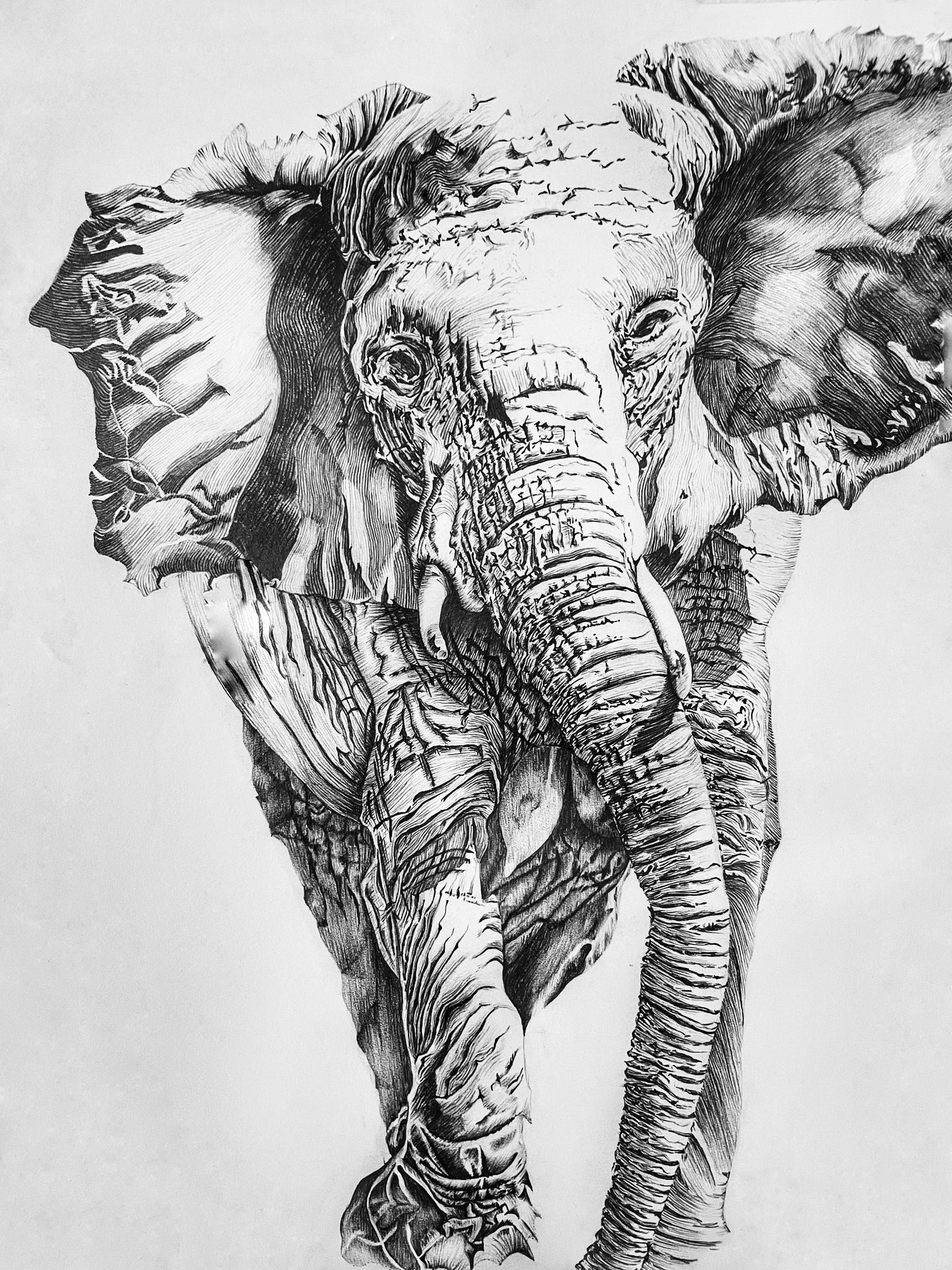 Pencil drawing of an African bull elephant caught mid-stride.